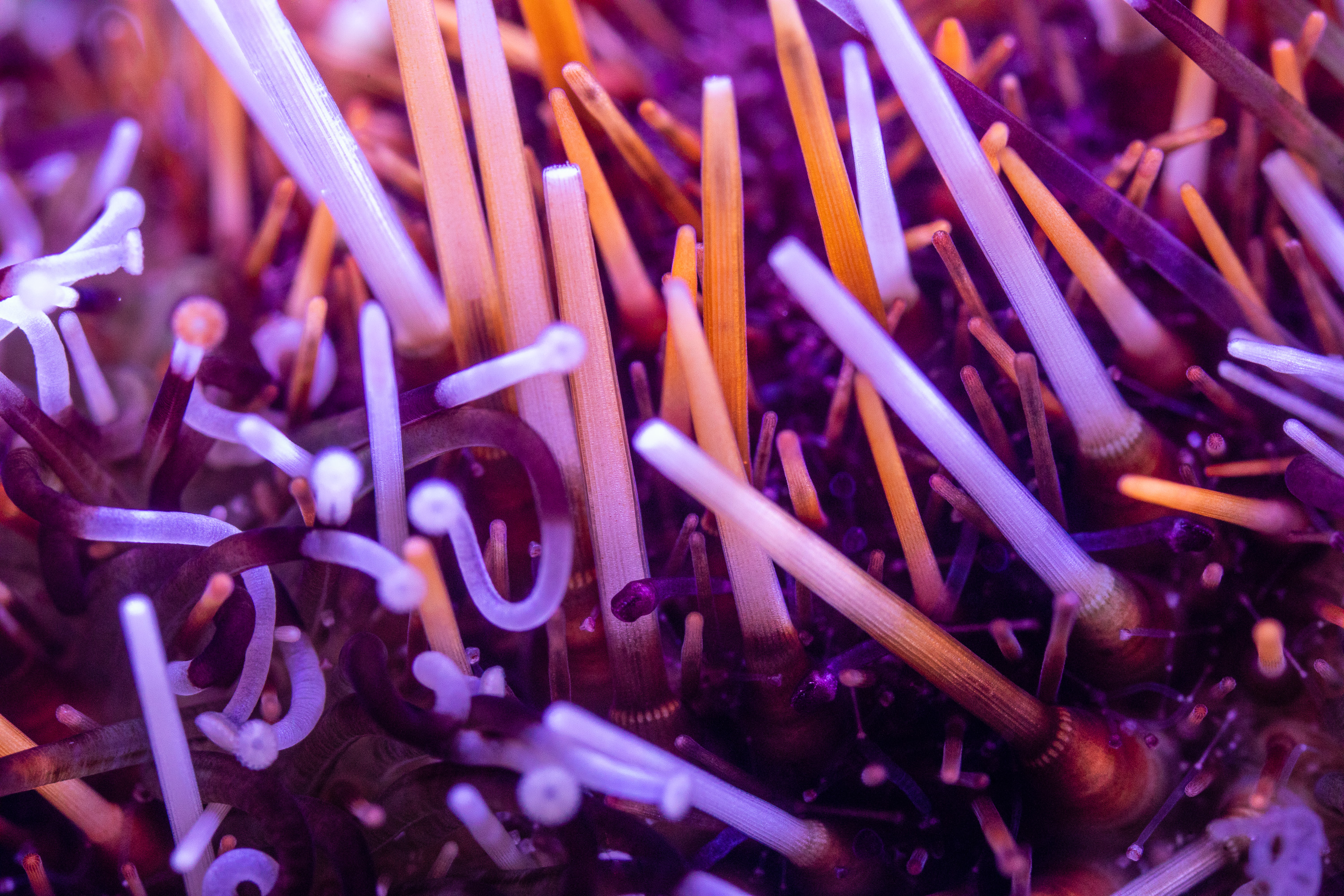 reefsavvy-82.jpg