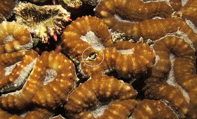 reefs.com