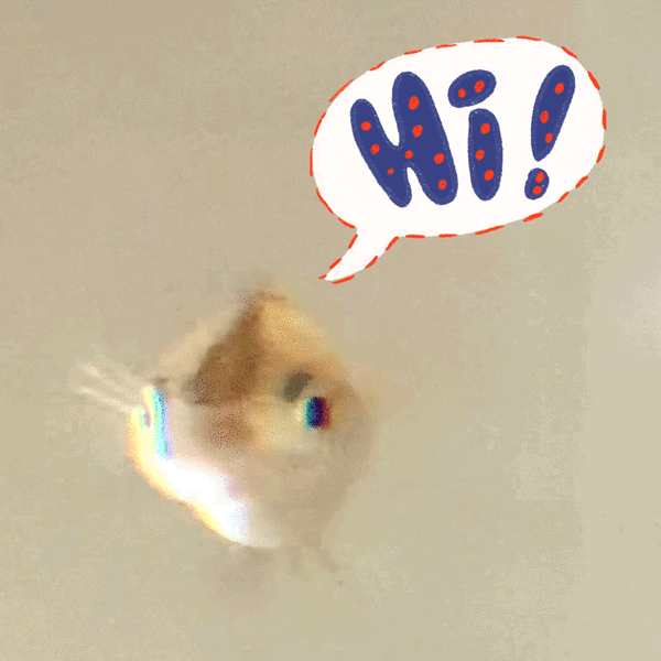 giphy.gif