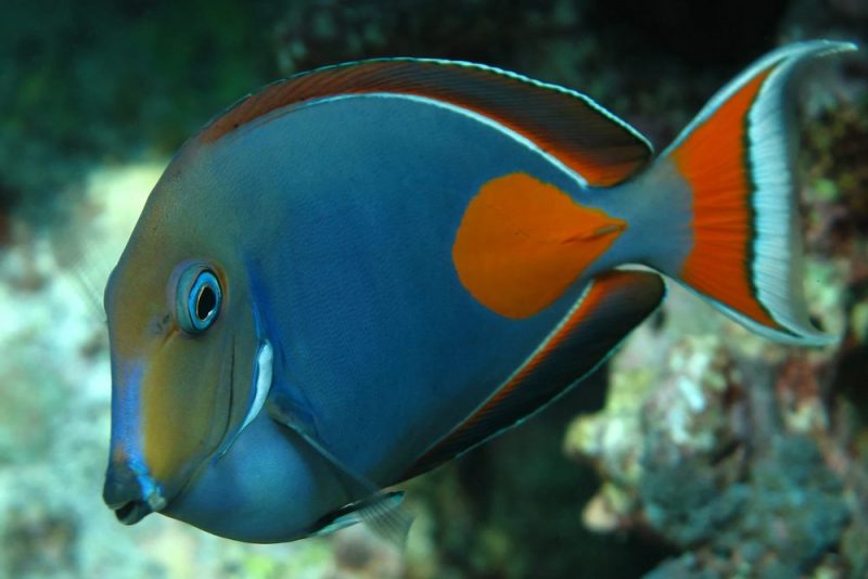 achilles-tang-e1548719769478.jpg
