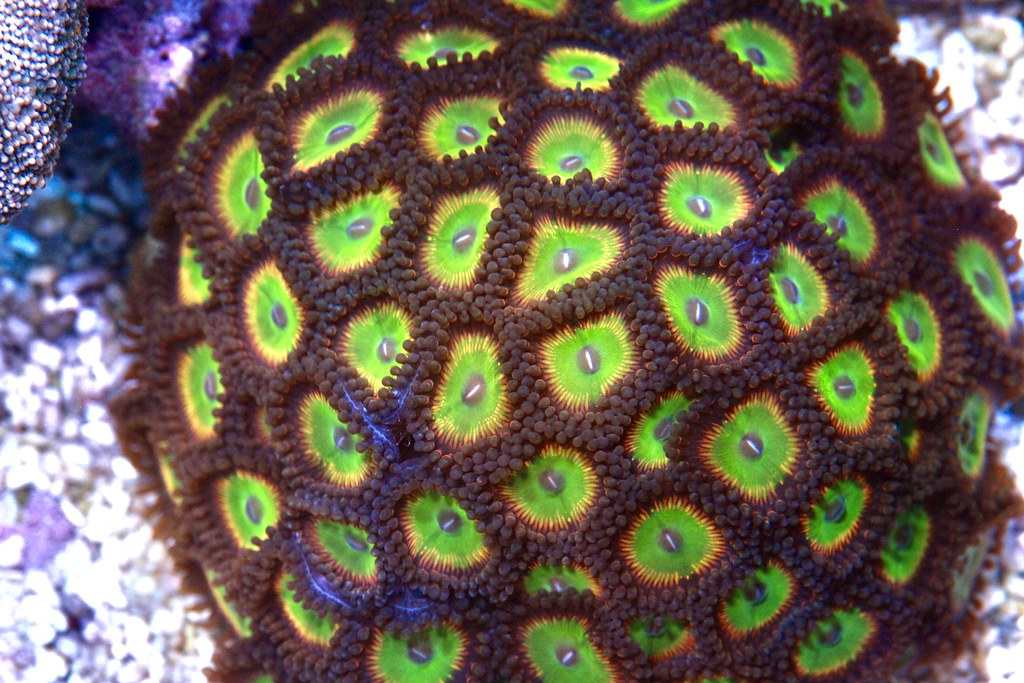 51035473067_cf86a7c3cd_b.jpg