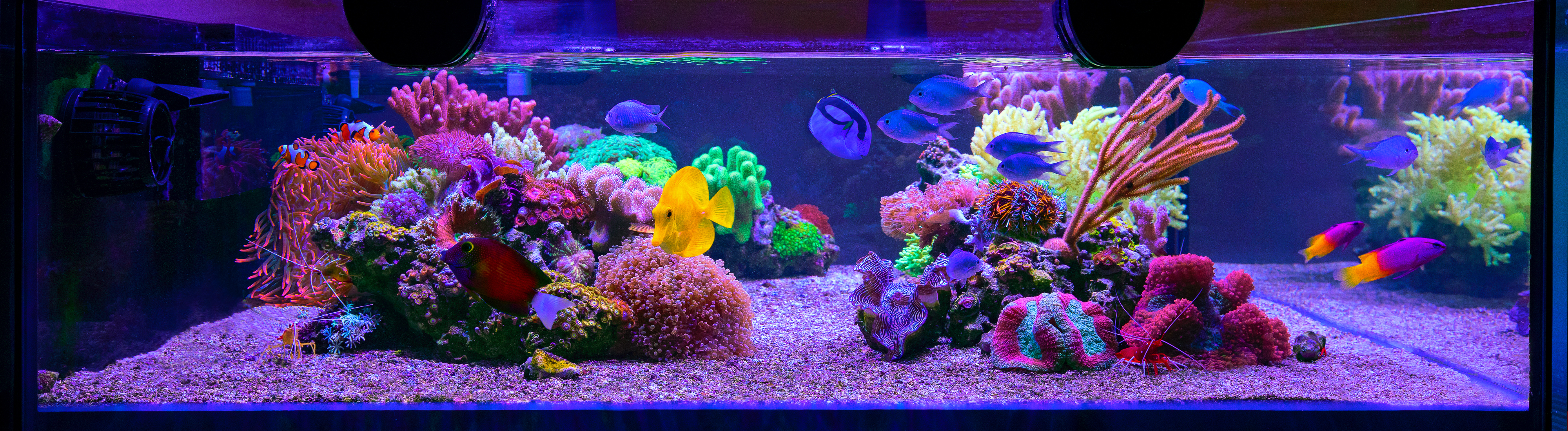 reefsavvy-119.jpg