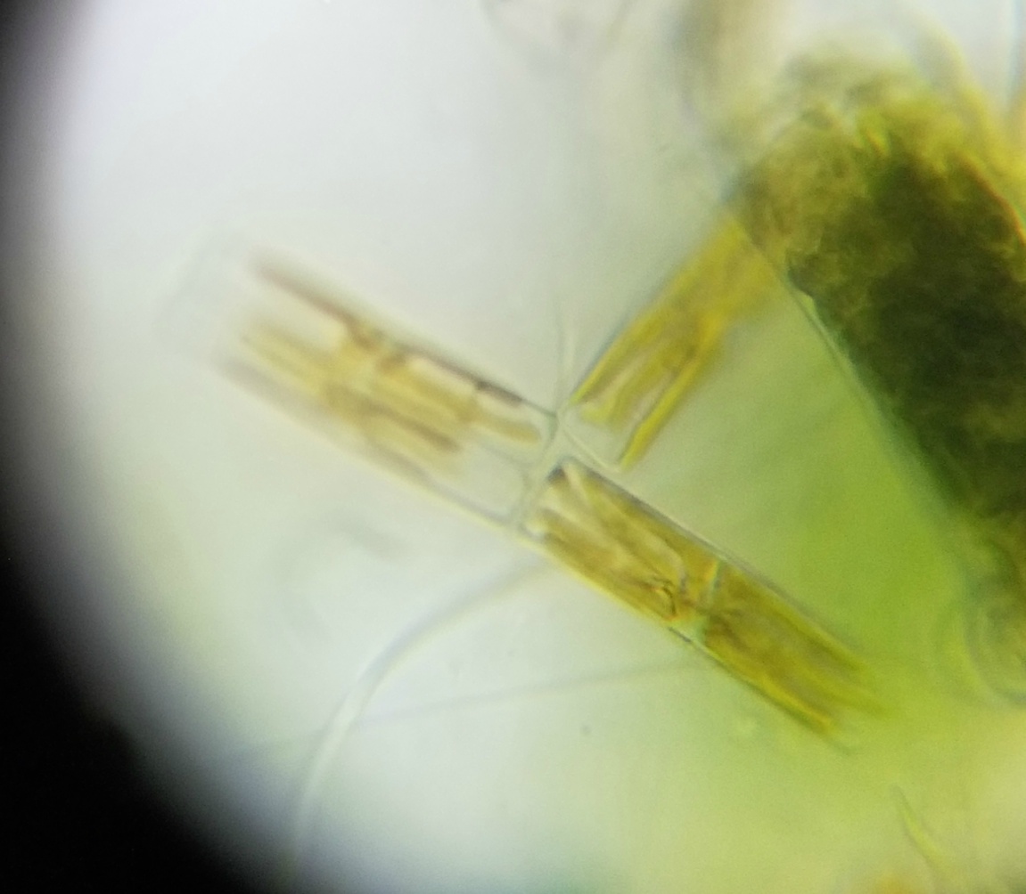 microscope_5-jpg.647554