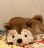 Shiba Inu Dog GIF