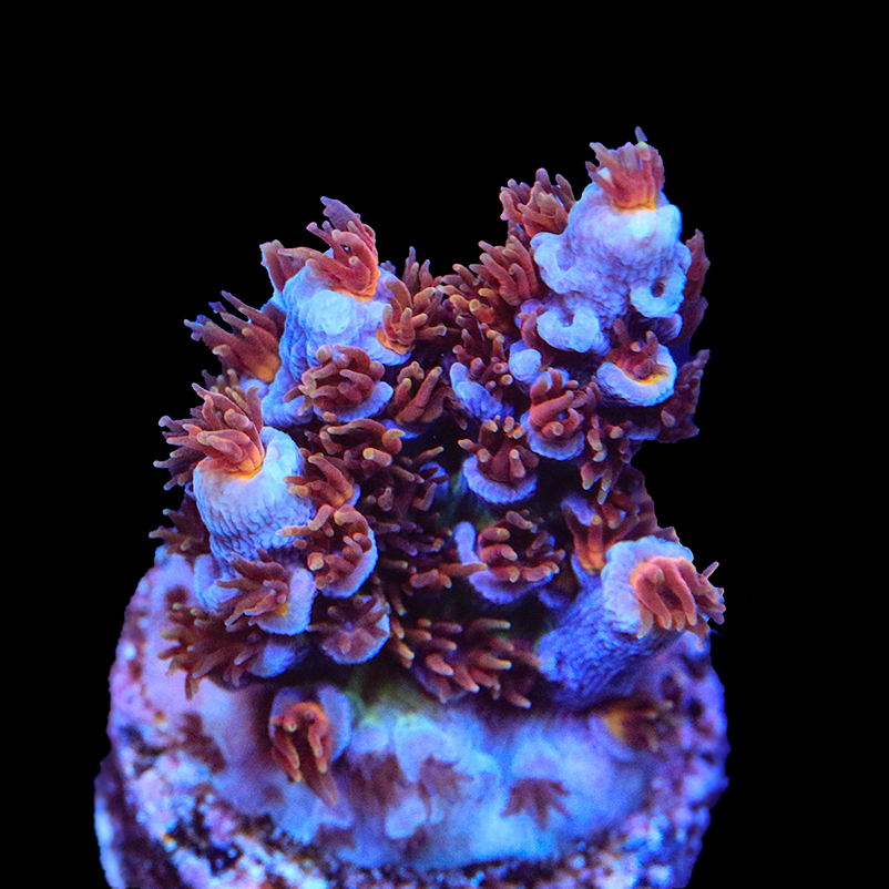 50755896896_9d7cb24499_o.jpg