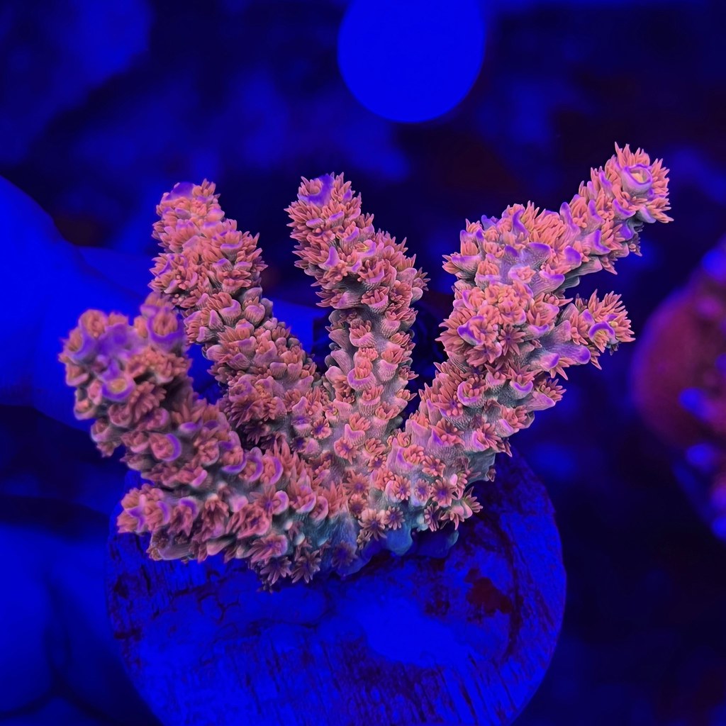 51898362494_4e66eda007_b.jpg