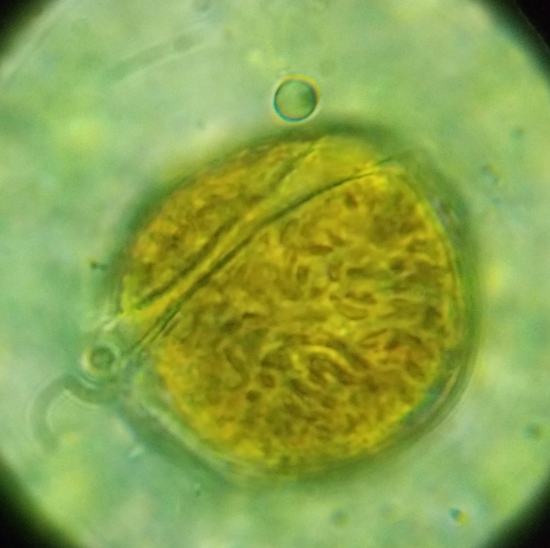 microscope_9-jpg.647569