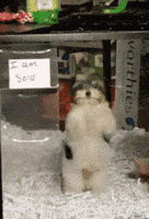 Dance Dancing GIF by moodman