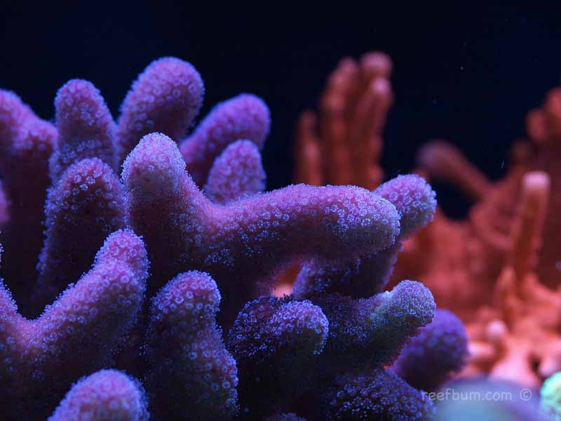 March-19-2011-Tankpic29.jpg