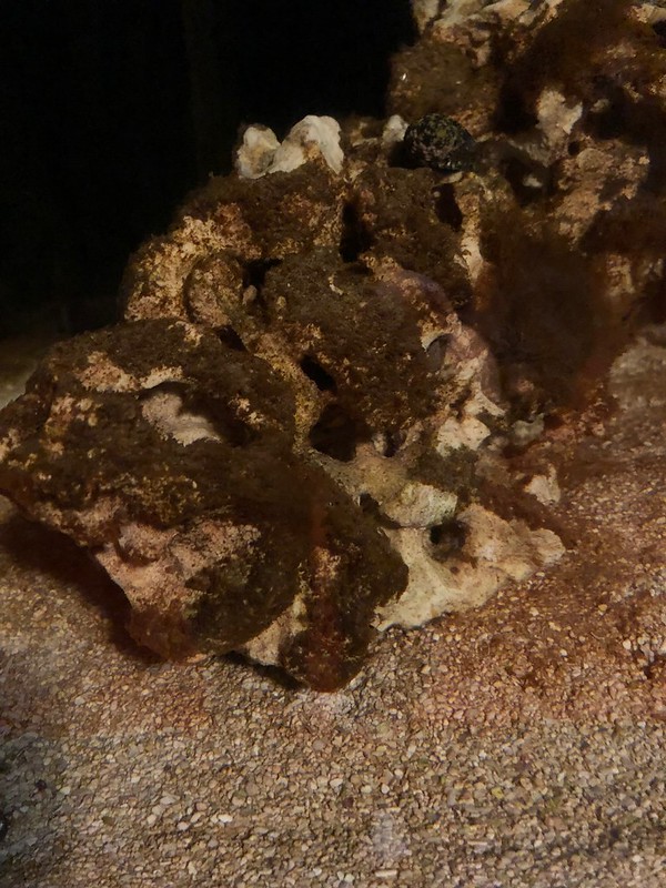 41433881912_9b1f6171df_c.jpg