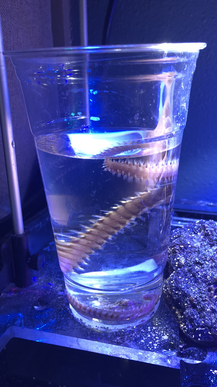 wurm.png