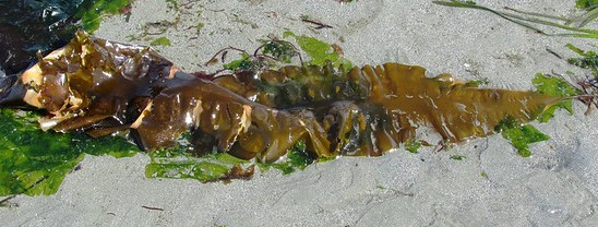 Sugar-kelp.jpg