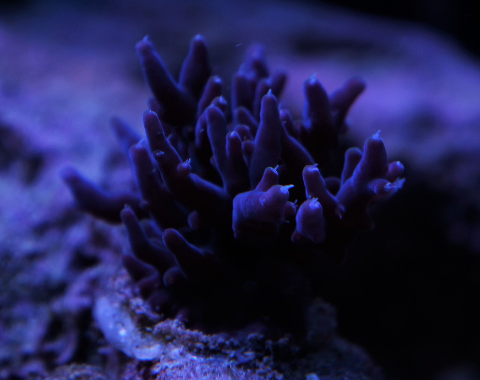 37651737084_78cc8514ea_h.jpg