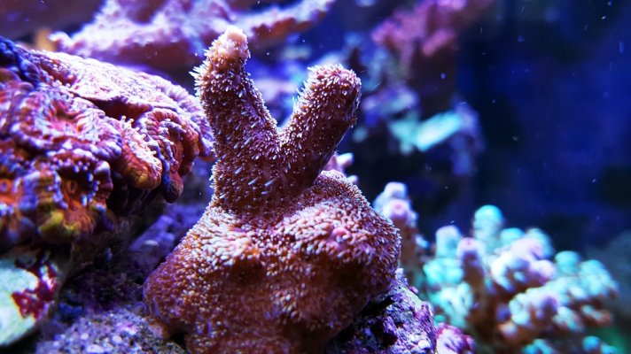 Millepora_v_pink_20201116_L.jpg