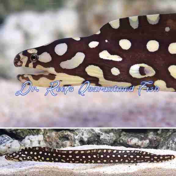 drreefsquarantinedfish.com