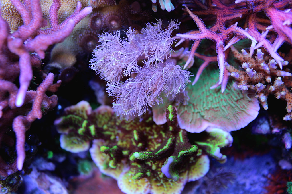 37997045651_7cd37ba571_b.jpg