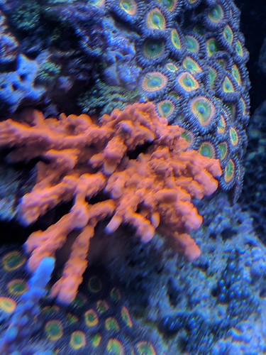 35273529696_50ef201f8c.jpg