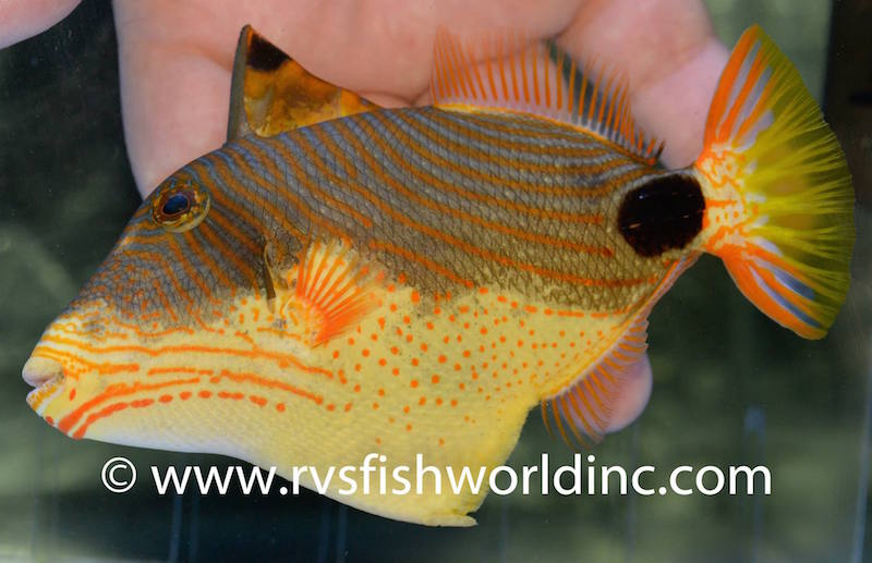 reefbuilders.com