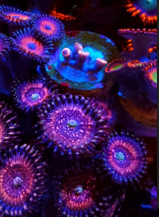 c97e084ff4b7d68d3016ab633ef63cc1.png