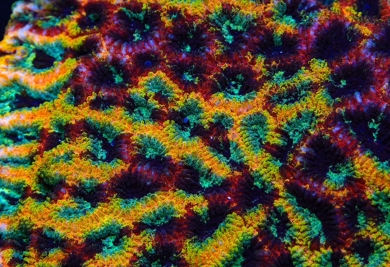 51299772545_6c7a6d8a61_c.jpg