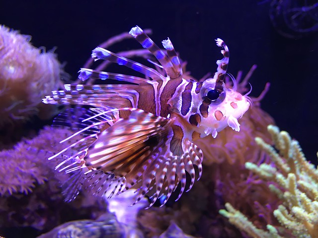 25730509163_7dffa784dc_z.jpg