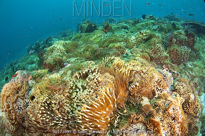 www.mindenpictures.com
