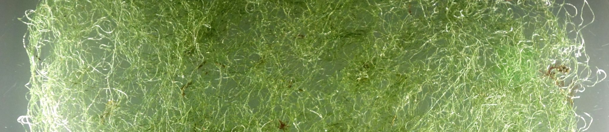 www.algaebarn.com