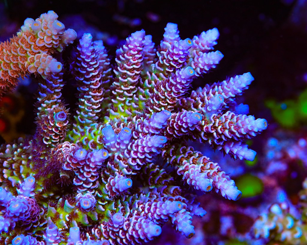 51282196079_df8c7d4454_b.jpg