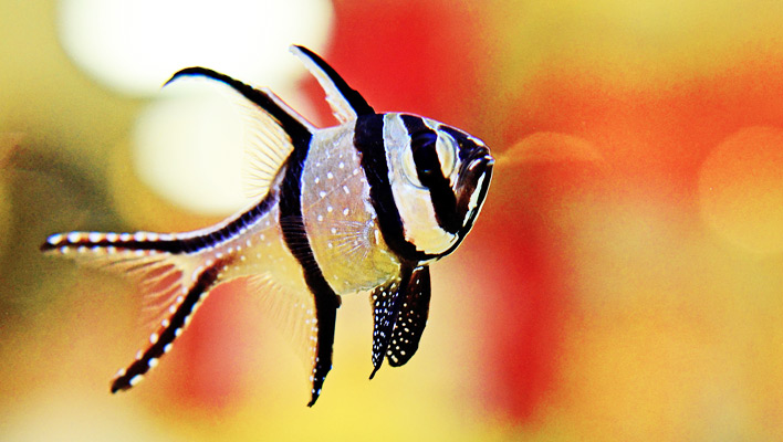 reefbuilders.com