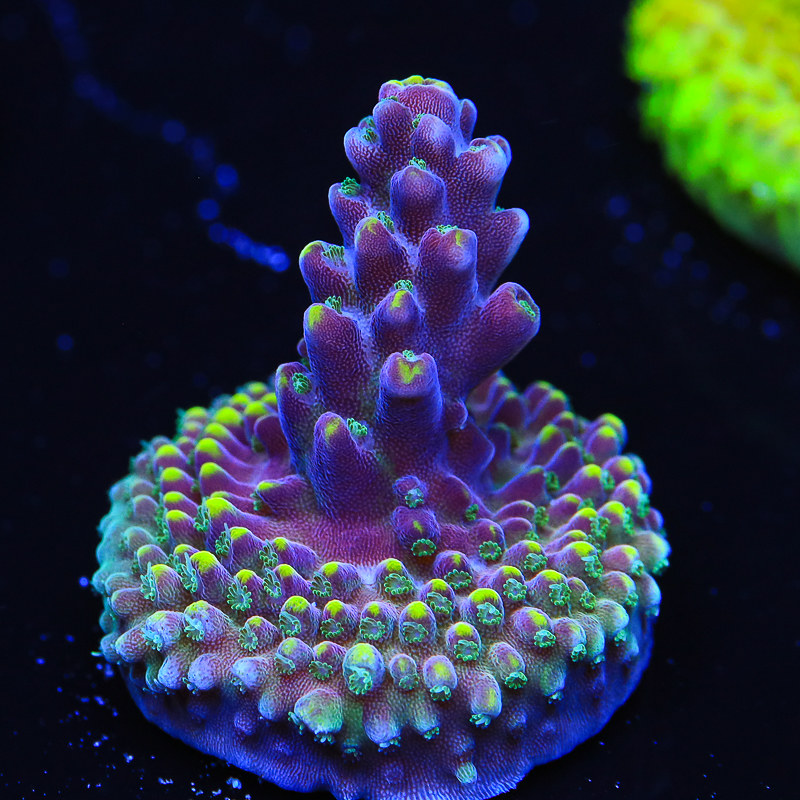 51341779584_c6d8eea845_c.jpg