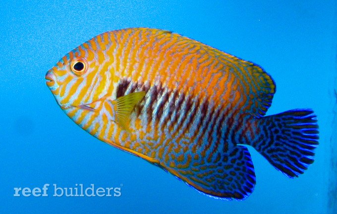 potter-angelfish.jpg