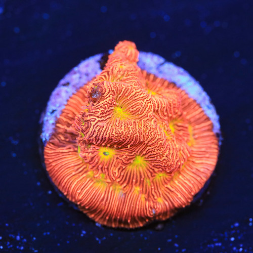 50548073446_94e63966a5.jpg