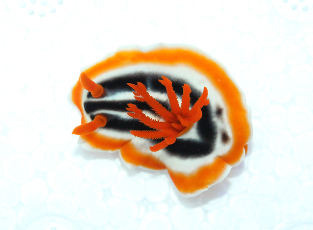 29945447920_792a3e0434_z.jpg