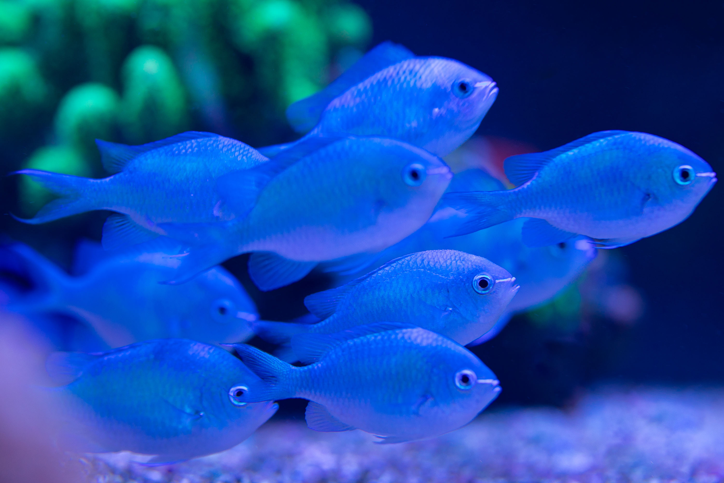 reefsavvy-120.jpg