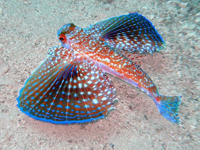 Flying gurnard 2 (Dactylopterus Volitans) | Selective change… | Flickr