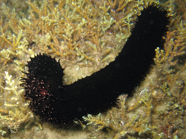 Holothuria_forskali_Rab2011_a_3274.JPG