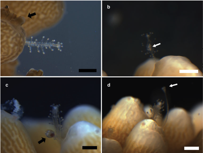 zanclea-acropora2.png