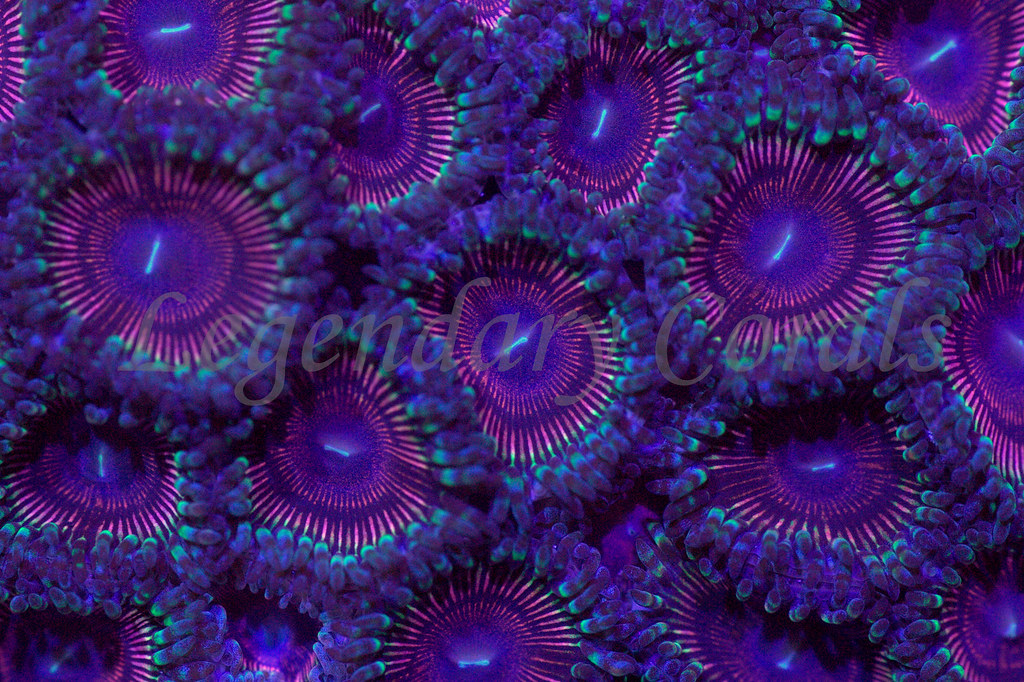 15679766588_16aa2e33af_b.jpg