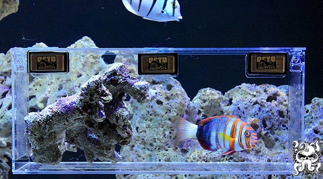 octoaquatics.com