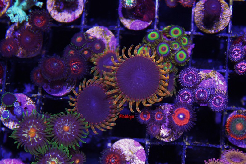 17183569838_d6b2c11b23_c.jpg
