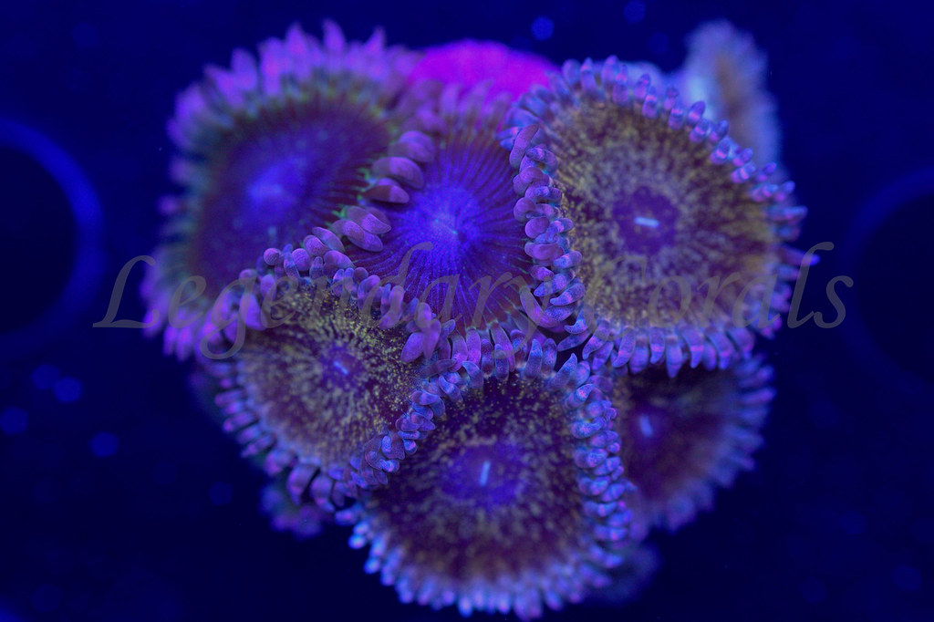 16382869537_f0b0297e12_b.jpg