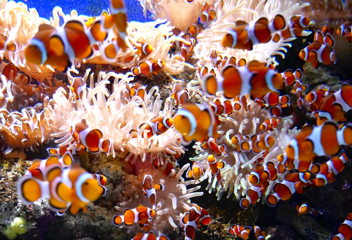 www.fantaseaaquariums.com