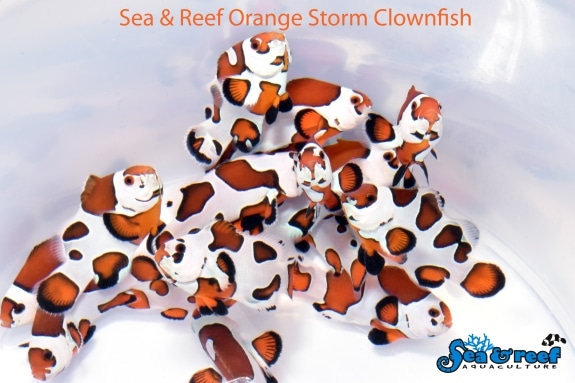 Orange Storms