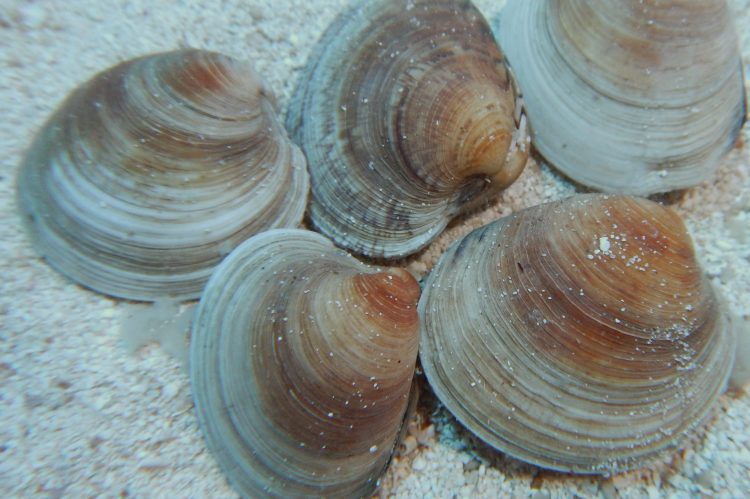 www.reefs4less.com