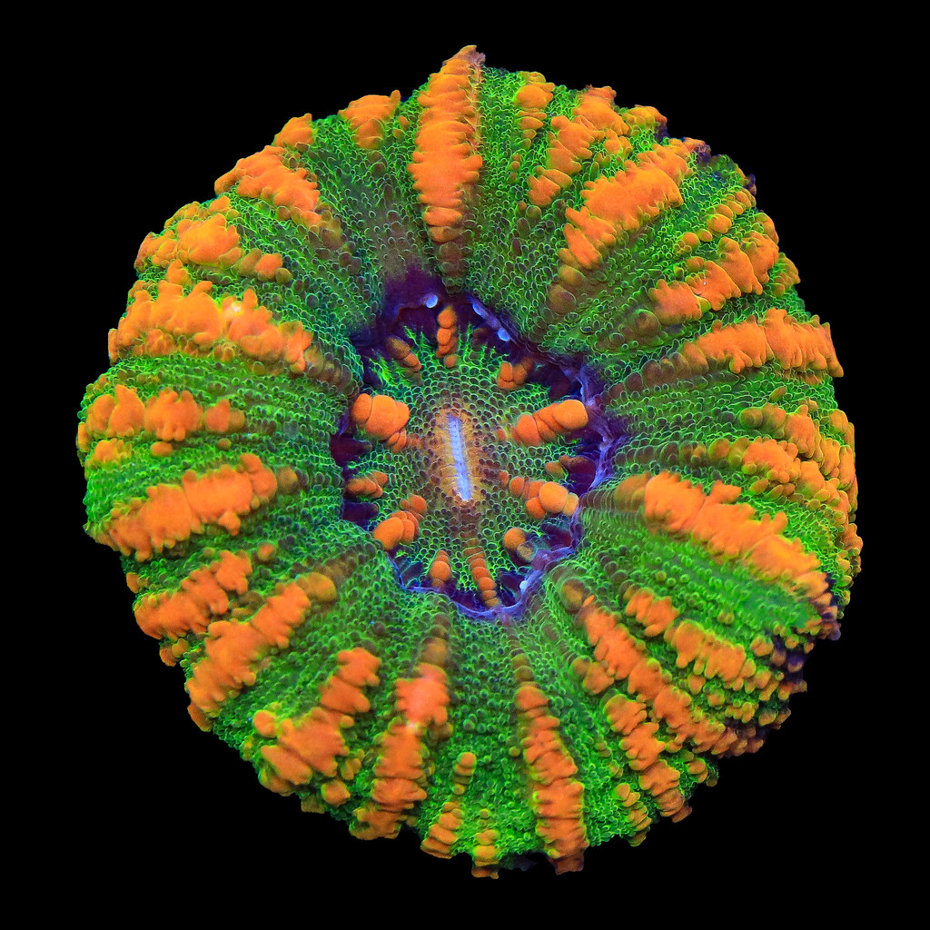 51528315336_d32b1231c2_b.jpg