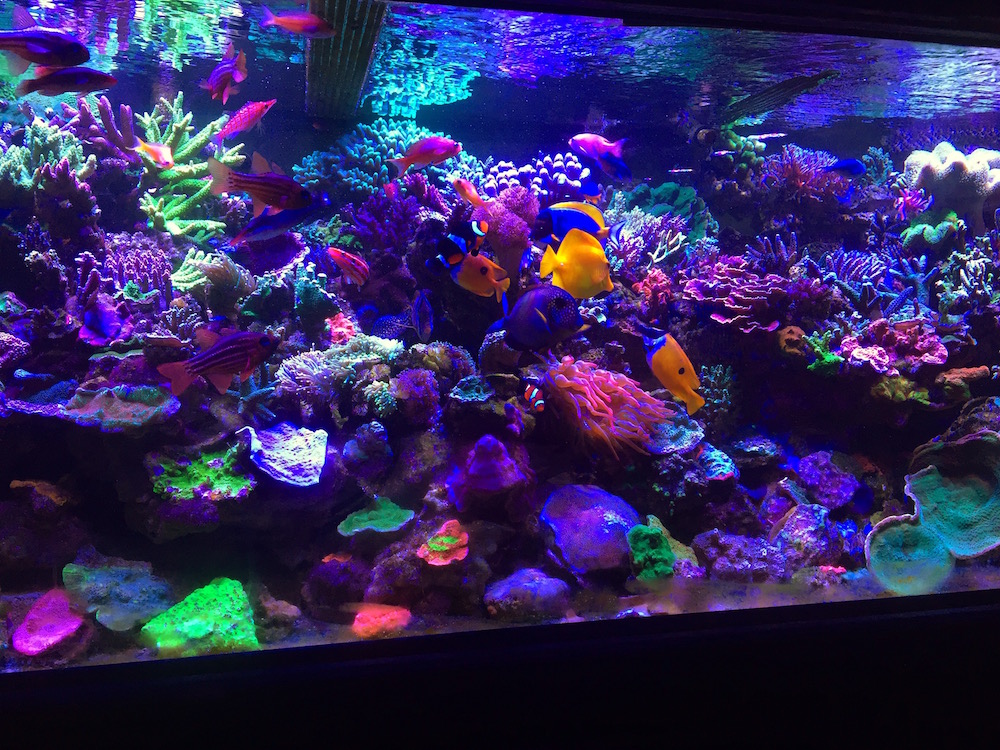 reefbuilders.com