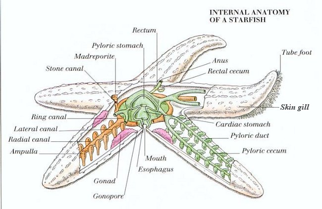 I10-82-starfish.jpg