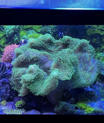 Neon Green Toadstool Leather - Very Easy Soft Live Coral Frag Reef Beginners