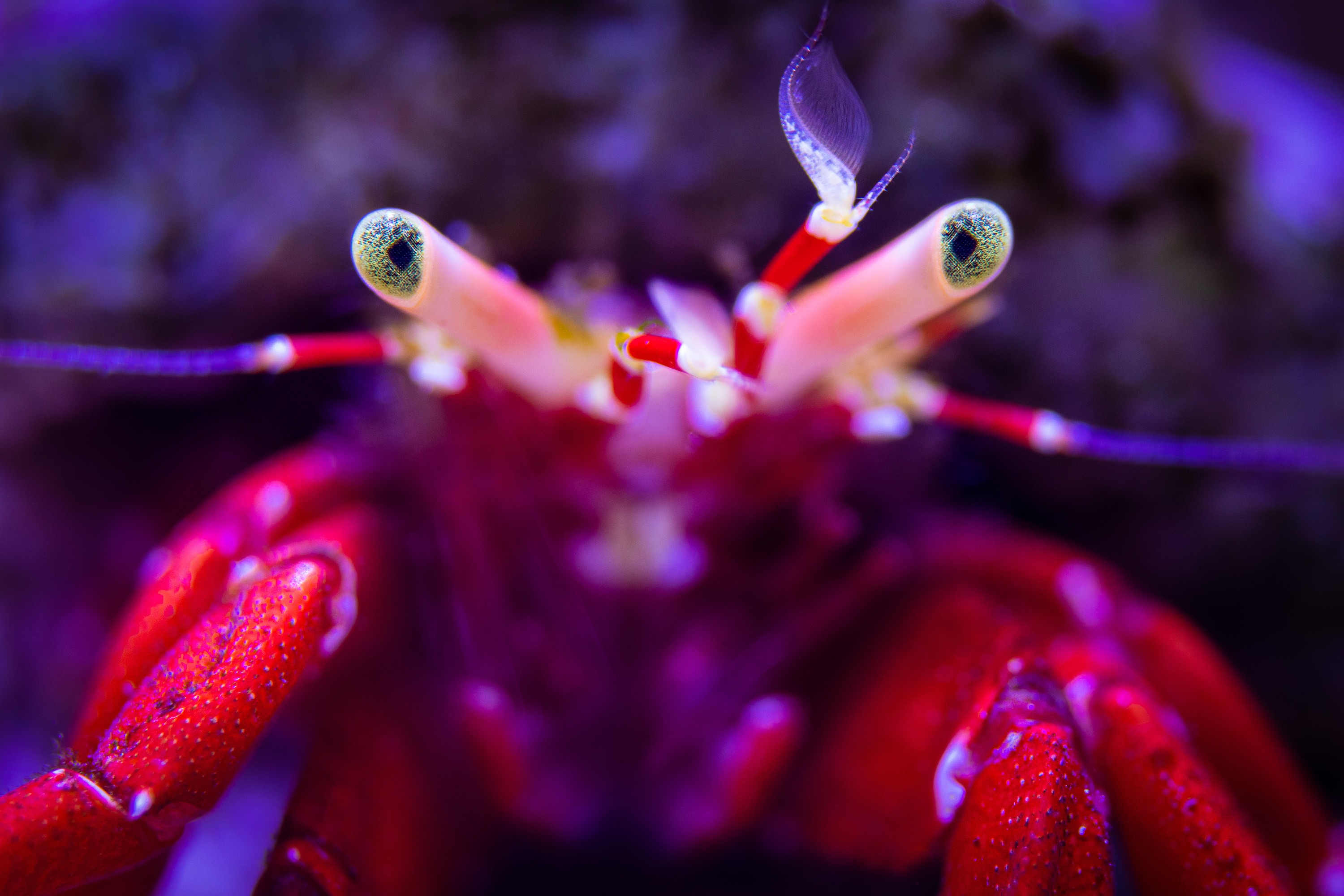 reefsavvy-118.jpg