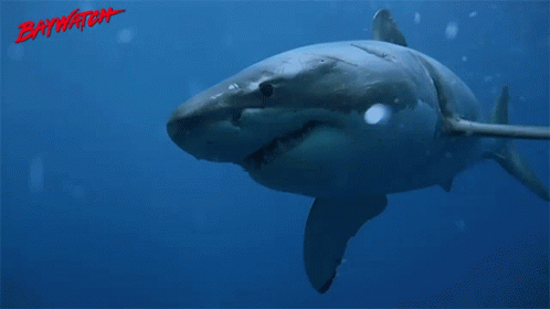 shark-david-hasselhoff.gif